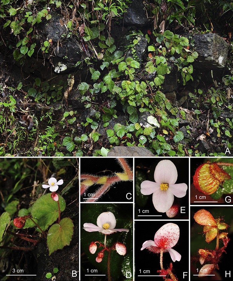 B. quinquealata